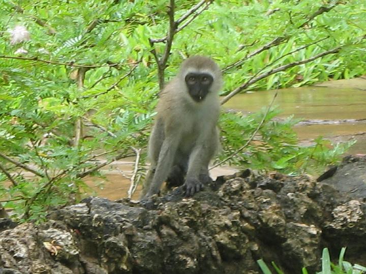 Kenya 110